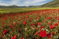 castelluccio 7 june 2013